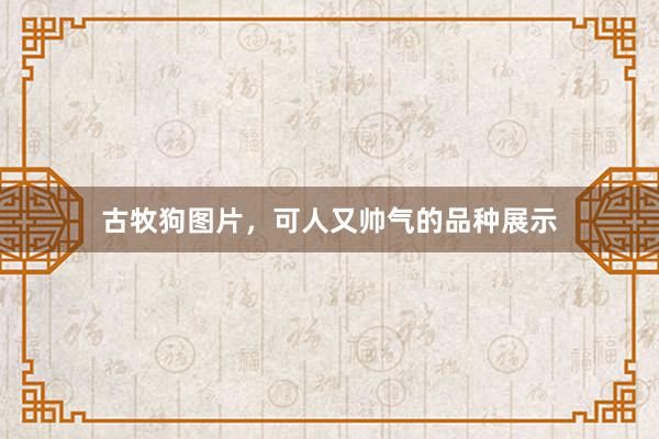 古牧狗图片，可人又帅气的品种展示